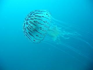 Jellyfish