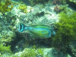 Horseshoe Leatherjacket