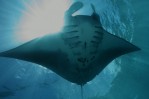 Manta