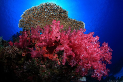 Soft coral