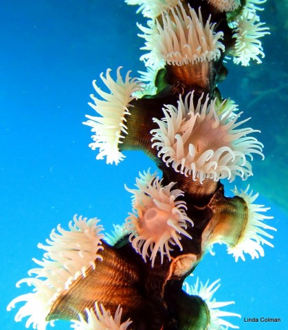 Whip Anemone