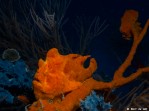 Menjangan Frogfish