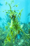 Leafy Sea Dragon Magic!