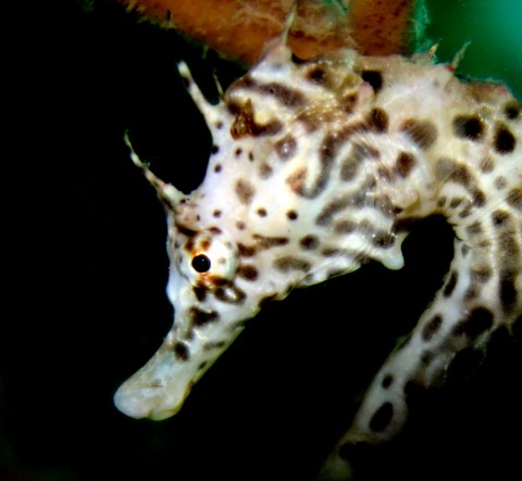 Seahorse