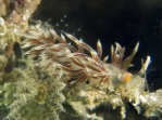 Small Aeolid Nudibranch