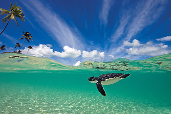 A baby turtle cruises past Wakatobi resort on the way out to the open sea. With the help of caring staff and a dedicated turtle nursery, we now offer these tiny mariners a better chance for survival.  Photo by William van de Wouw