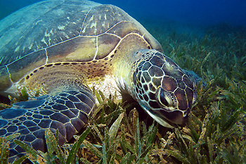 Unlike other sea turtles, the green sea turtle is herbivorous, changing from a carnivorous diet in their early stages.   Photo courtesy Wakatobi Dive Resort 