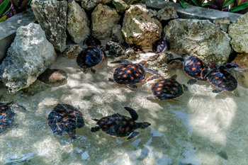 The nursery holding tank is divided into two sections, with one half reserved for the smallest turtles, which are only 5 to 6cm long when they hatch. Photo by Didi Lotze