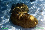 Sea Cucumber