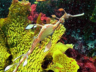 Common Weedy Sea Dragon