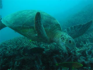 Turtle feeding