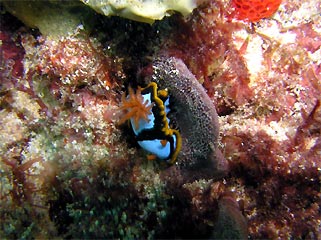 Chromodoris westraliensis