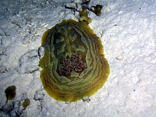 Huge Nudi - please identify