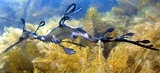 Weedy Sea Dragon