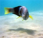 Male Blue Throat Wrasse