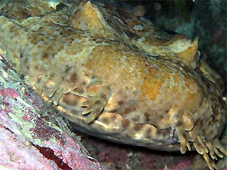 Wobbegong