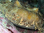 Wobbegong