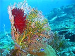 Fan with Feather Star