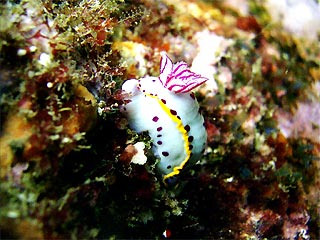 Nudi at Merimbula