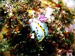 Nudi at Merimbula