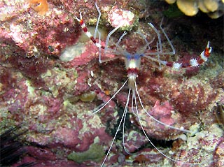 Banded Cleaner Shrimp