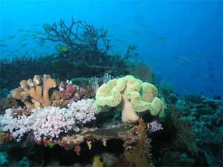 Reef Scene Wheeler Reef