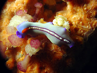 Flatworm