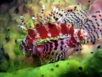 Dwarf Lionfish