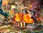 Two Spot Scorpion Fish