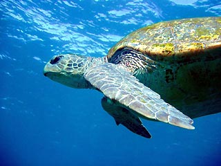 Green Turtle