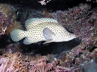 Barramundi Cod