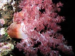 Soft Coral