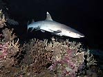 White-tip Reef Shark