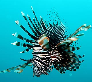 Lionfish