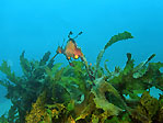 Weedy Seadragon