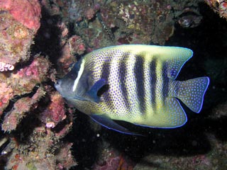 Six-banded Angelfish