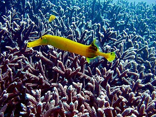 Yellow Trumpetfish