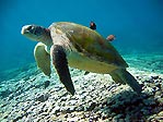 Large Green Turtle