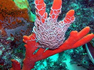 Erna's Basket Star