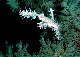 Ghost Pipefish