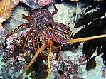 Western Rock Lobster