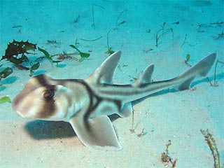 Port Jackson Shark