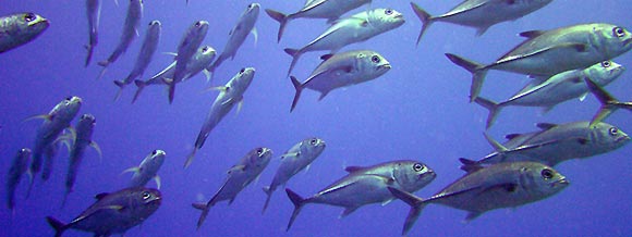 Trevally