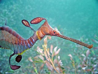 Weedy Sea Dragon