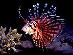 Lionfish