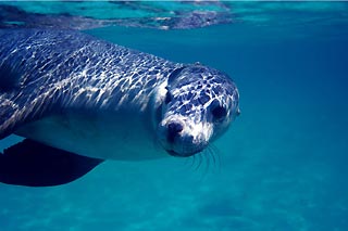 Jurien Sea Lion