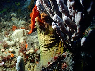 Moray Eel