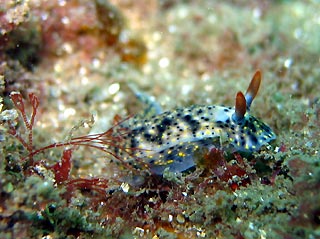 Obscure Hypselodoris