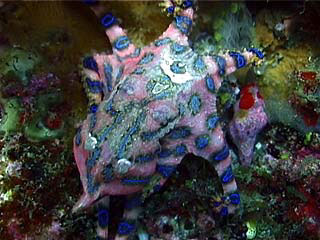 Blue Ringed Octopus