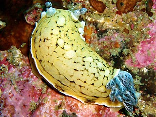 Nudibranch